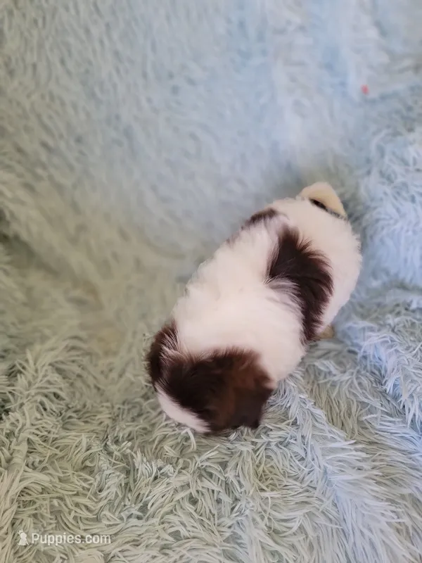 Bandent – Shih Tzu puppy for sale in Morgantown, KY