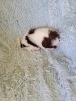 Bandent, a male Shih Tzu for sale in Morgantown, KY – 6 of 6