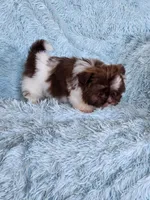Brad, a male Shih Tzu for sale in Morgantown, KY – Photo 4 of 7