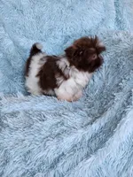 Brad, a male Shih Tzu for sale in Morgantown, KY – Photo 2 of 7