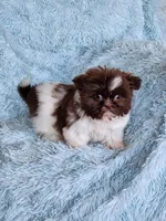 Brad, a male Shih Tzu for sale in Morgantown, KY – Photo 3 of 7