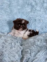 Brad, a male Shih Tzu for sale in Morgantown, KY – Photo 6 of 7