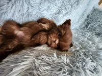 Toby, a male Shih Tzu for sale in Morgantown, KY – Photo 7 of 10