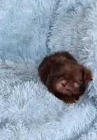 Toby, a male Shih Tzu for sale in Morgantown, KY – Photo 1 of 10