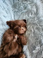 Toby, a male Shih Tzu for sale in Morgantown, KY – Photo 9 of 10