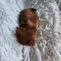 Toby, a male Shih Tzu for sale in Morgantown, KY – Photo 5 of 10