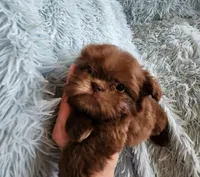 Toby, a male Shih Tzu for sale in Morgantown, KY – Photo 3 of 10