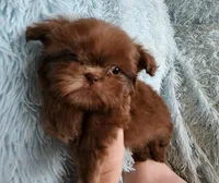 Toby, a male Shih Tzu for sale in Morgantown, KY – Photo 2 of 10