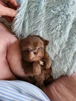 Toby, a male Shih Tzu for sale in Morgantown, KY – Photo 6 of 10