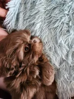 Toby, a male Shih Tzu for sale in Morgantown, KY – Photo 10 of 10