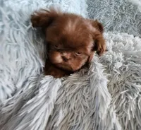 Toby, a male Shih Tzu for sale in Morgantown, KY – Photo 4 of 10