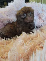 Lady, a female Shih Tzu for sale in Morgantown, KY – 7 of 10