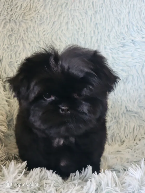 Mobie – Shih Tzu puppy for sale in Morgantown, KY