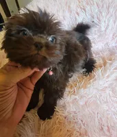 Avia, a female Shih Tzu for sale in Morgantown, KY – 8 of 10