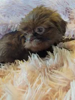 Lady, a female Shih Tzu for sale in Morgantown, KY – 10 of 10