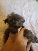 Annie, a female Shih Tzu for sale in Morgantown, KY – 2 of 10