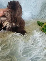 Coco, a female Shih Tzu for sale in Morgantown, KY – Photo 4 of 6