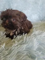 Coco, a female Shih Tzu for sale in Morgantown, KY – Photo 2 of 6