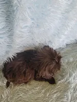 Coco, a female Shih Tzu for sale in Morgantown, KY – Photo 6 of 6