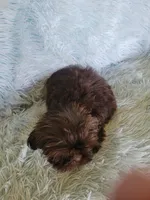 Coco, a female Shih Tzu for sale in Morgantown, KY – Photo 3 of 6