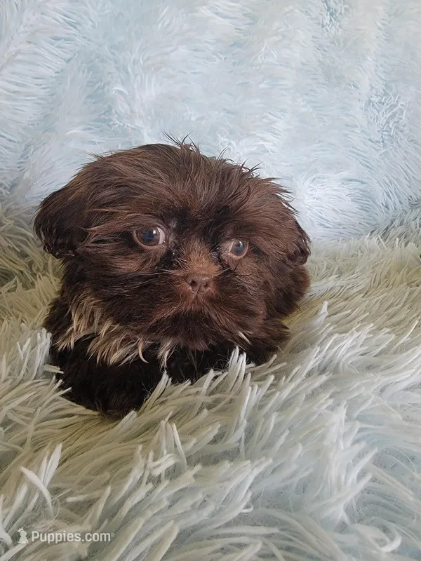 Coco – Shih Tzu puppy for sale in Morgantown, KY