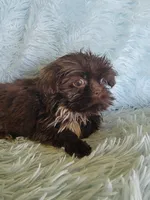 Coco, a female Shih Tzu for sale in Morgantown, KY – Photo 5 of 6