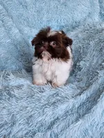 Brad, a male Shih Tzu for sale in Morgantown, KY – Photo 7 of 7