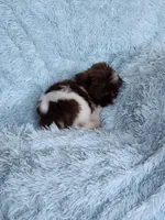 Brad, a male Shih Tzu for sale in Morgantown, KY – Photo 5 of 7