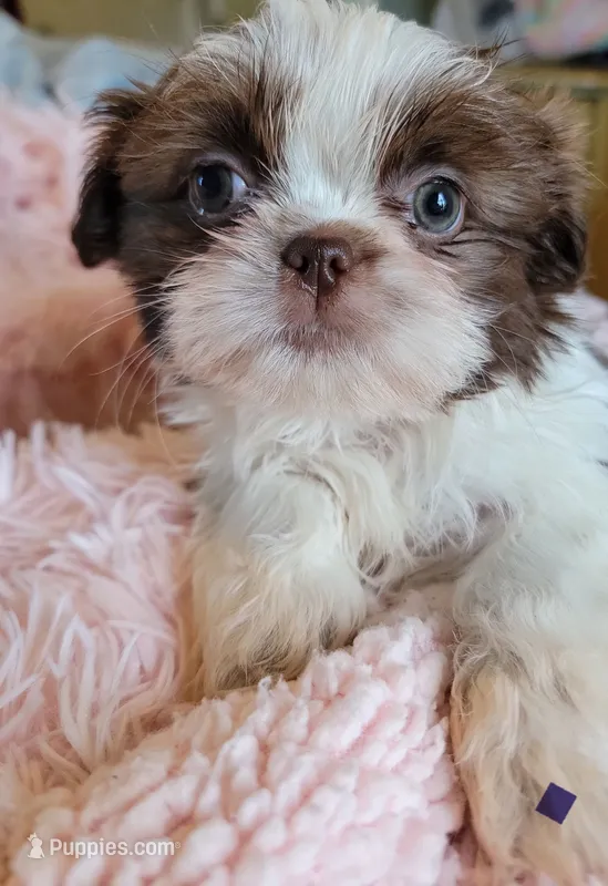 Baby – Shih Tzu puppy for sale in Morgantown, KY