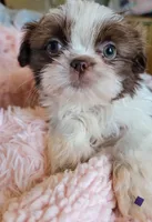 Baby, a female Shih Tzu for sale in Morgantown, KY – 1 of 10