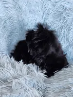 Tinkerbell, a female Shih Tzu for sale in Morgantown, KY – Photo 8 of 9