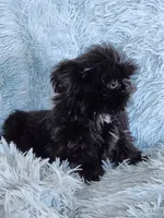 Tinkerbell, a female Shih Tzu for sale in Morgantown, KY – Photo 6 of 9