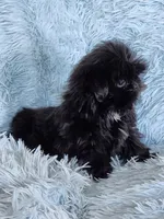 Tinkerbell, a female Shih Tzu for sale in Morgantown, KY – Photo 5 of 9