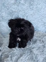 Tinkerbell, a female Shih Tzu for sale in Morgantown, KY – Photo 9 of 9