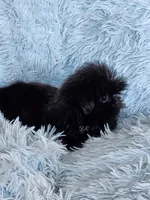 Tinkerbell, a female Shih Tzu for sale in Morgantown, KY – Photo 7 of 9