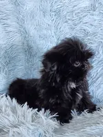 Tinkerbell, a female Shih Tzu for sale in Morgantown, KY – Photo 3 of 9