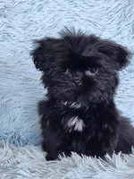 Tinkerbell, a female Shih Tzu for sale in Morgantown, KY – Photo 2 of 9