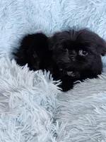 Tinkerbell, a female Shih Tzu for sale in Morgantown, KY – Photo 1 of 9