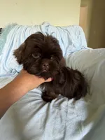 Pipper, a male Shih Tzu for sale in Morgantown, KY – 2 of 4