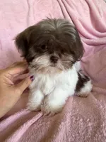 Lizzy, a female Shih Tzu for sale in Morgantown, KY – 6 of 6
