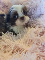 Baby, a female Shih Tzu for sale in Morgantown, KY – 7 of 10