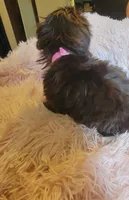 Avia, a female Shih Tzu for sale in Morgantown, KY – 6 of 10