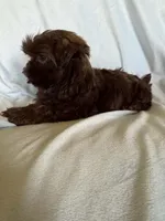 Bobby, a male Shih Tzu for sale in Morgantown, KY – 3 of 3