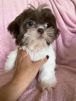 Lizzy, a female Shih Tzu for sale in Morgantown, KY – 4 of 6