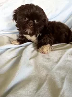 Duster, a male Shih Tzu for sale in Morgantown, KY – 5 of 5