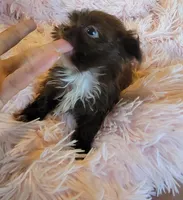 Tiny, a female Shih Tzu for sale in Morgantown, KY – 2 of 10