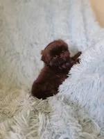 Mannie, a male Shih Tzu for sale in Morgantown, KY – 3 of 5