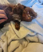 Bow, a male Shih Tzu for sale in Morgantown, KY – 4 of 10