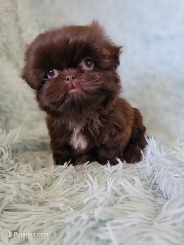 Mannie – Shih Tzu puppy for sale in Morgantown, KY