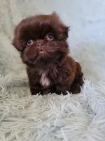 Mannie, a male Shih Tzu for sale in Morgantown, KY – 1 of 5